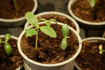 Cucumber seedlings