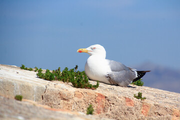 seagull sleeping in the sun on a wall