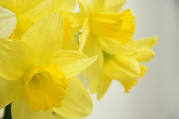 Obraz na płótnie Canvas Daffodils closeup spring coming background