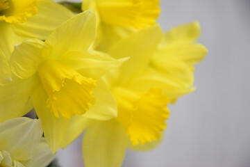 Fototapeta premium Daffodils spring coming background