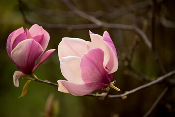 Obraz premium Delicate light floral background of pink magnolia flowers. natural floral background 