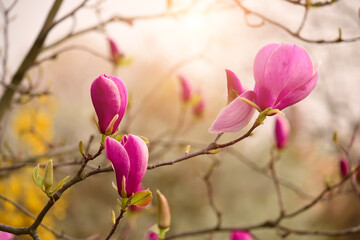 Delicate light floral background of pink magnolia flowers. natural floral background
