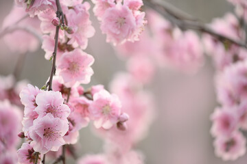 A branch with delicate pink flowers of a peach tree in bright sunlight against a blue sky. soft selective focus. Spring flowering of fruit orchards. 
