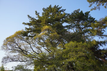 木