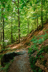 Beautiful woodland with  natural stone foot path. Summer walking trail through green forest taken in Ticino Switzerland.