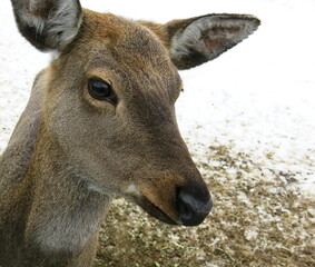 Doe head close-up in springtime.
