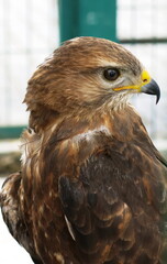 The head of a bird of prey-a falcon, side view.