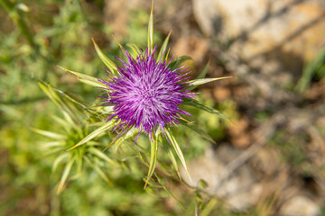 Close-up of Borriqueros Thistles (Onopordyum illyricum) on the island of Mallorca