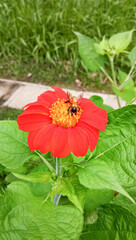Bees and red Mexican sunflowers in a lush garden.