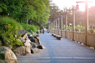 beautiful  garden with plants  in summer