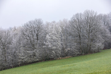 Zauberwald durch Frost. Der heftige Nachtfrost hat den Frühnebel an den Bäumen eingefroren