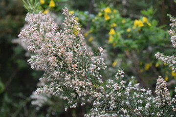 Tree heath (Erica arborea) with white flowers in Aspromonte, Calabria, Italy