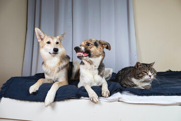 Dogs and sleeping cat resting on bed