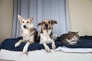 Dogs and old cat resting on bed