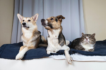 Dogs and old cat resting on bed