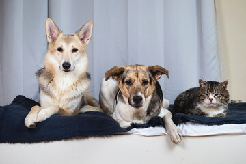 Dogs and old cat resting on bed
