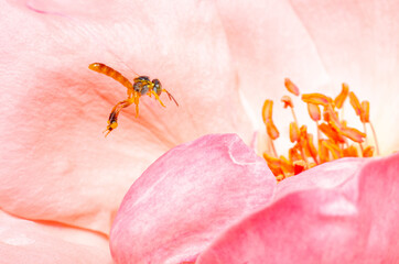 Small Brazilian bee called Jatai that has no stinger flying over a rose. Selective focus.