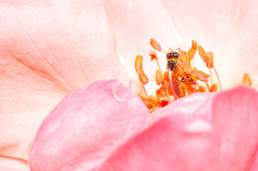 Small Brazilian bee called Jatai that has no stinger flying over a rose. Selective focus.