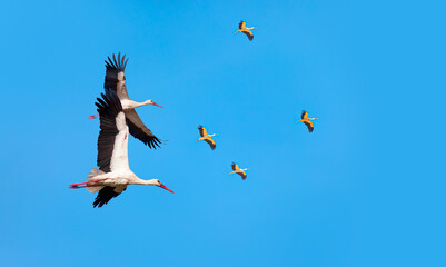 Flock of white storks in flight