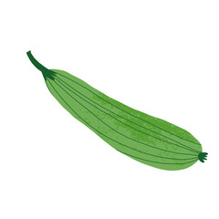Zucchini illustration with texture in retro style . Vector hand-drawn isolated illustration.