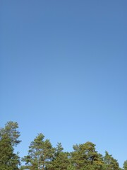 Obraz premium blue sky and trees