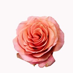 Beautiful rose flower isolated on white background