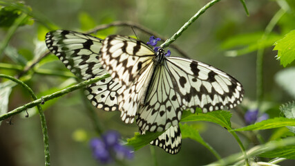 Big butterfly in the grass 1