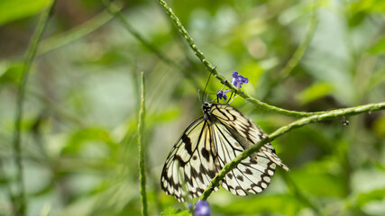 Fototapeta na wymiar Big butterfly in the grass 2
