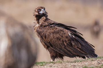 Cinereous Vulture, (Aegypius monachus) in its natural habitat. Wildlife.