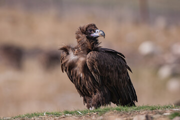 Cinereous Vulture, (Aegypius monachus) in its natural habitat. Wildlife.
