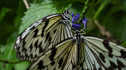 Big butterfly in the grass 6