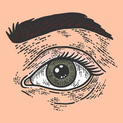 Human eye and eyebrow. Sketch scratch board imitation color.