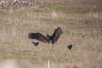 Cinereous Vulture, (Aegypius monachus) in its natural habitat. Wildlife.