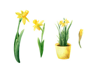 Daffodils flower set. Watercolor botanical illustration with bright spring yellow daffodils flowers, bud, pot flower - obrazy, fototapety, plakaty