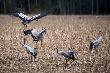 Selective focus photo. Common crane birds on field. Grus grus.