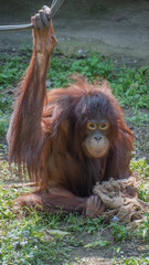 Bornean Orangutan sitting on the grass 1