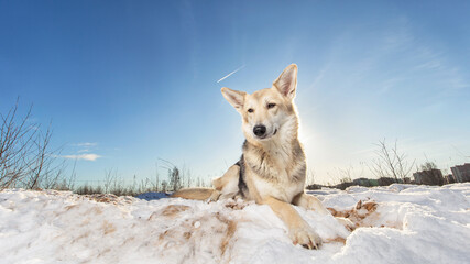 Cute mongrel dog lying in snow and looking at camera