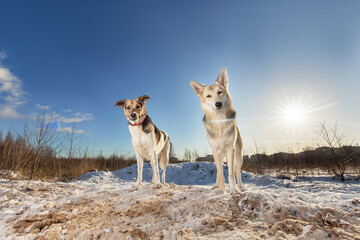 Two Strong healthy mongrel dogs in winter field