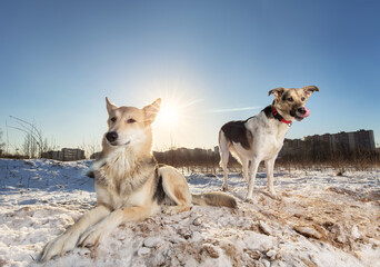 Naklejka premium Two Strong healthy mongrel dogs in winter field