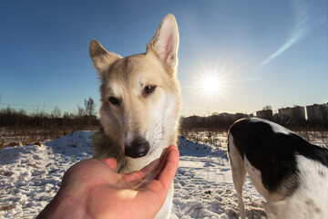 Strong healthy mongrel dog portrait in winter forest