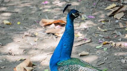 Obraz premium Close-up male peacock's head