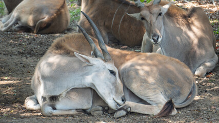Common Eland with brown hair 3