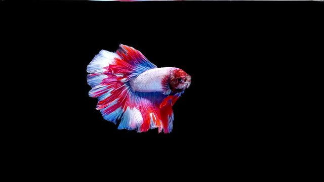 Siamese fighting fish (Betta splendens)