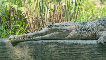 Crocodile basking in the sun 2
