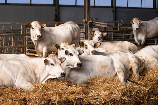 White Piedmontese breed cows in the stable