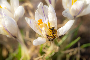 A close-up picture of a white flower with a flower fly. Picture from Eslov, Sweden