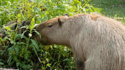 Cute capybara is eating plants