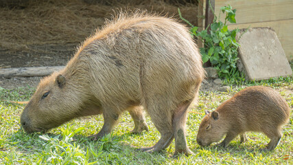 Cute capybara mother and child