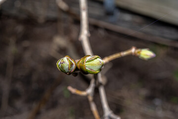 A close-up photo of buds on a tree. Dark blurry background. Picture from Eslov, Sweden