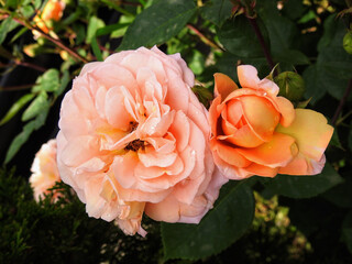 Floribunda rose blooms in shades of apricot isolated against a dark green leafy background  